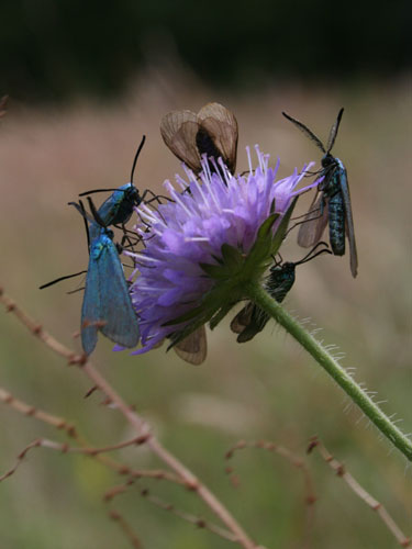 Grøn Køllesværmer i Tinnet Krat juli 2007. Foto: Søren Faaborg Nielsen